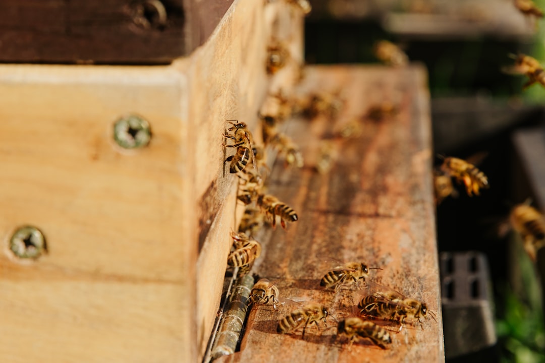 Beekeeping as a Hobby: The Joys and Benefits of Keeping Bees in Your Backyard