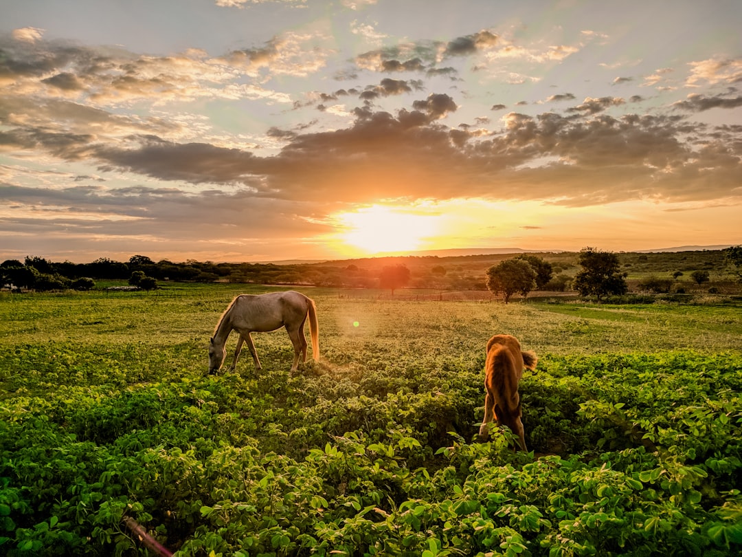 Disease Prevention and Control in Livestock: Global Efforts and Best Practices