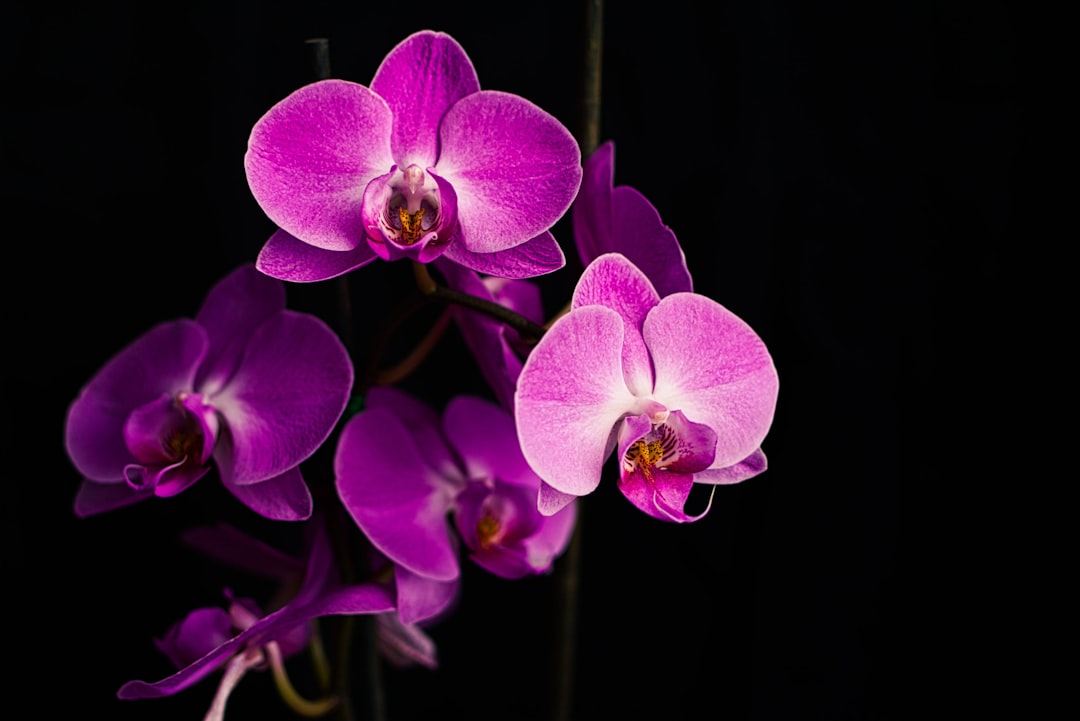 Orchid Cultivation for the Experienced Gardener: Understanding Specific Needs and Environments