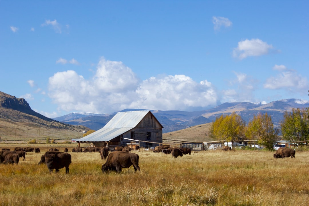 The Impact of Climate Change on Livestock Production and Adaptation Strategies