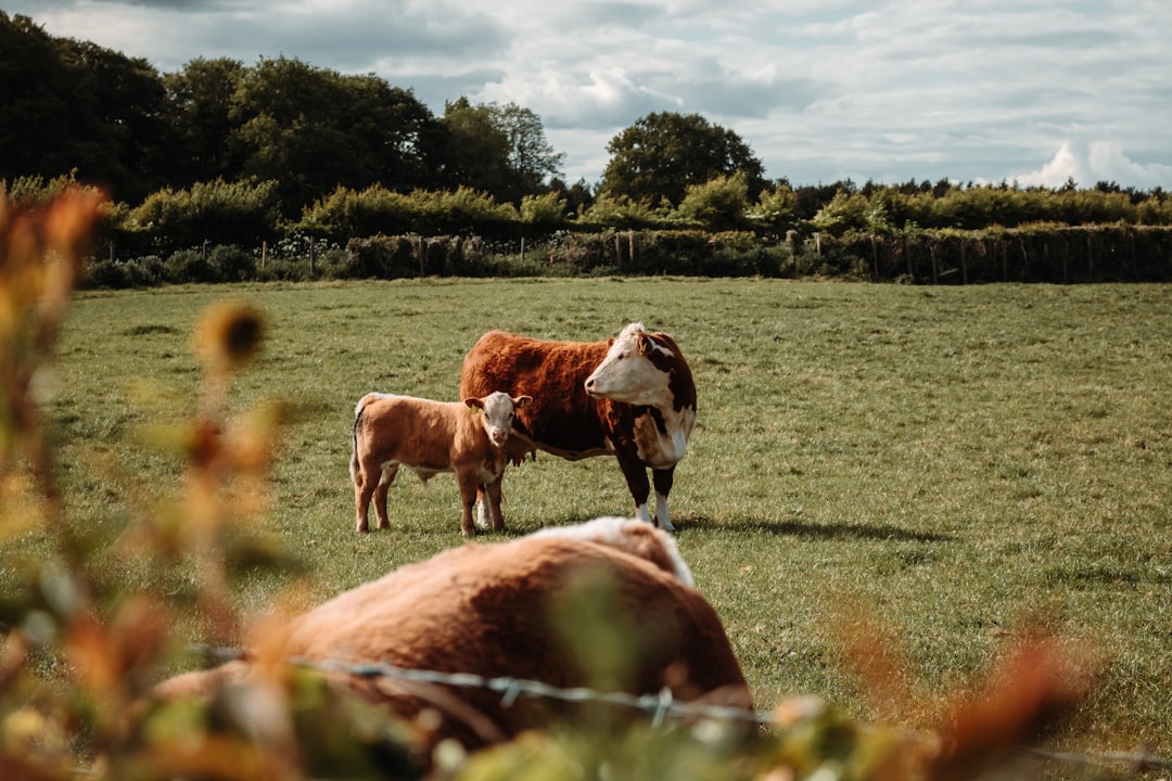 Livestock Handling Equipment: Ensuring Safety and Efficiency on the Ranch