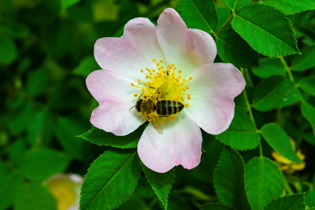 Pollination Services: The Crucial Role of Honey Bees in Agriculture Worldwide