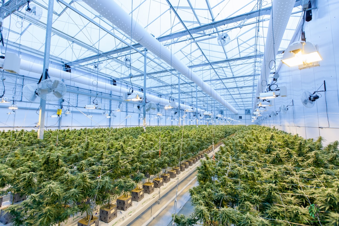 Selecting the Best Growing Medium for Hydroponics: Rockwool, Coco Coir, Clay Pebbles, and Others