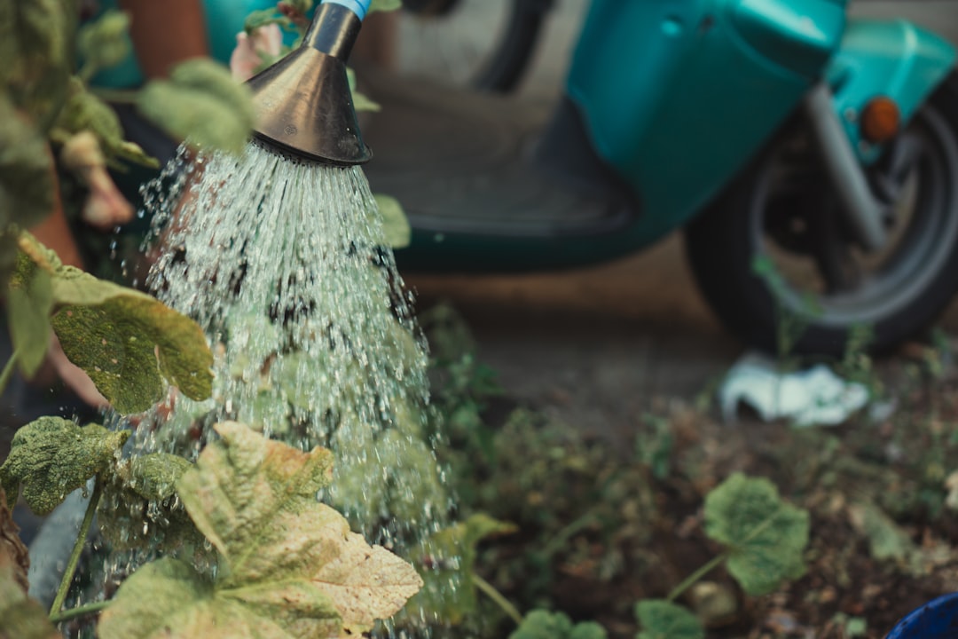 The Art and Science of Watering Plants Correctly: Avoiding Overwatering and Underwatering Worldwide