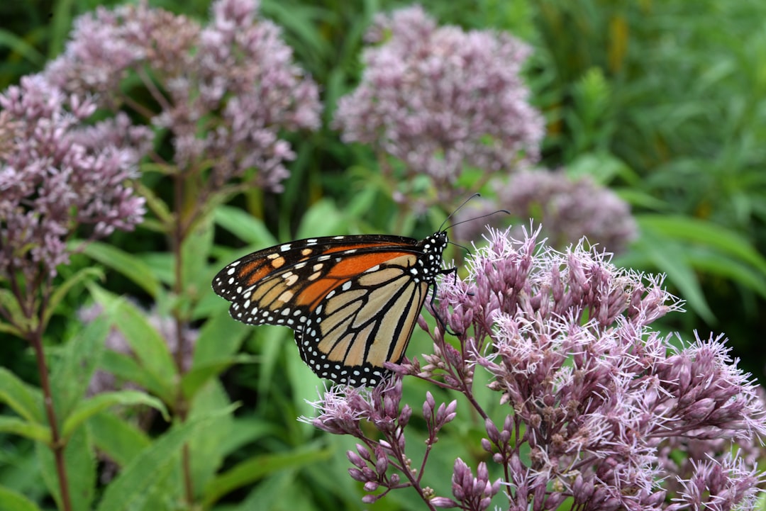 Creating a Pollinator-Friendly Garden in Your Community: A Step-by-Step Guide to Supporting Bees, Butterflies, and Other Pollinators