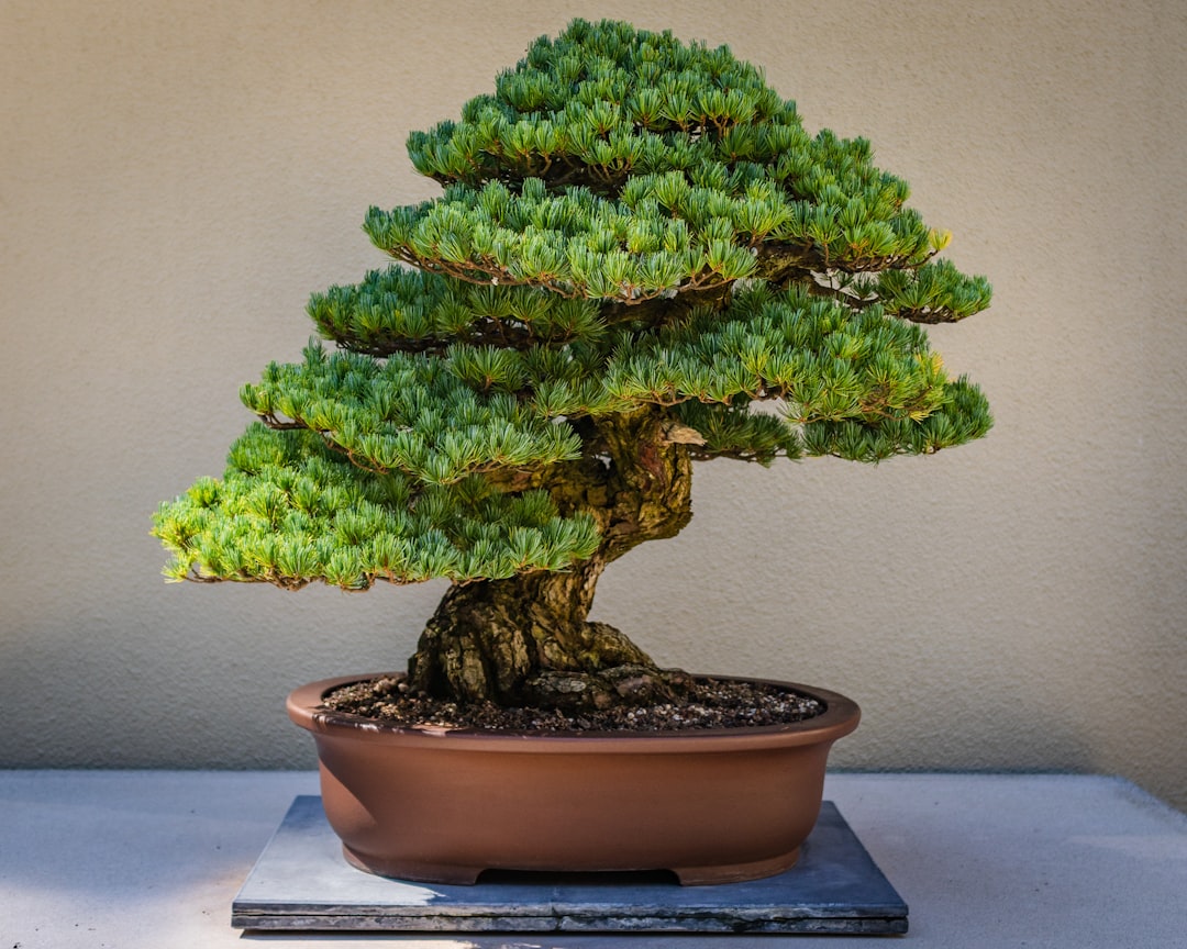 Bonsai: The Art and Science of Miniature Tree Cultivation