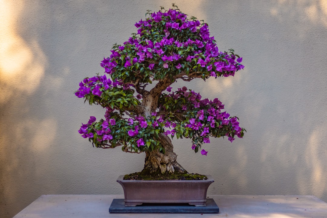 The Art of Bonsai Pruning: Shaping Your Tree for Health and Aesthetics