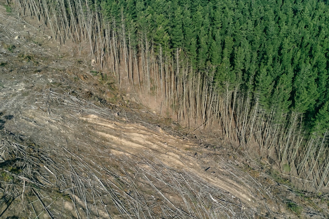Deforestation and Habitat Loss: The Consequences for Biodiversity and Ecosystem Function