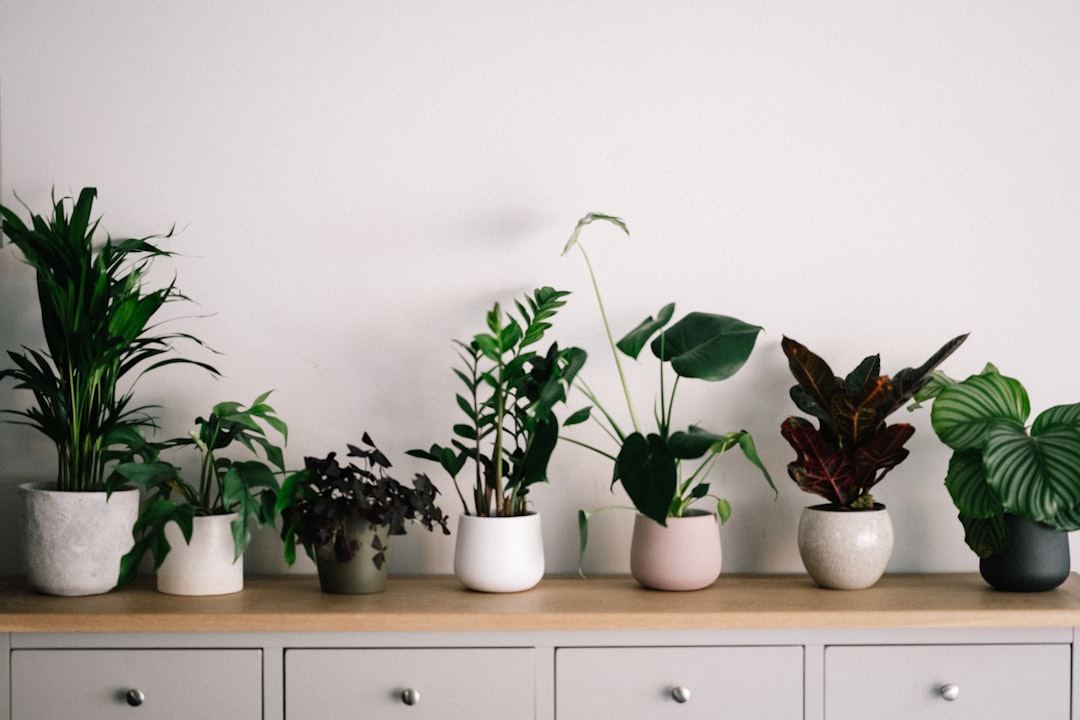 Dealing with Common Houseplant Pests Naturally: Identification and Eco-Friendly Solutions