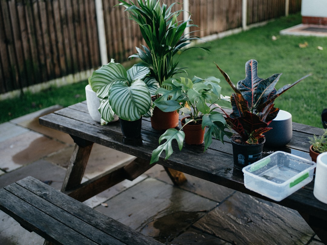 The Essential Guide to Houseplant Care for Beginners