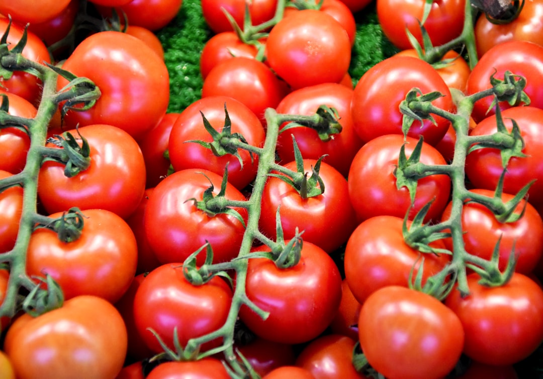 Expert Tips for Growing Delicious Tomatoes (Across Different Varieties)