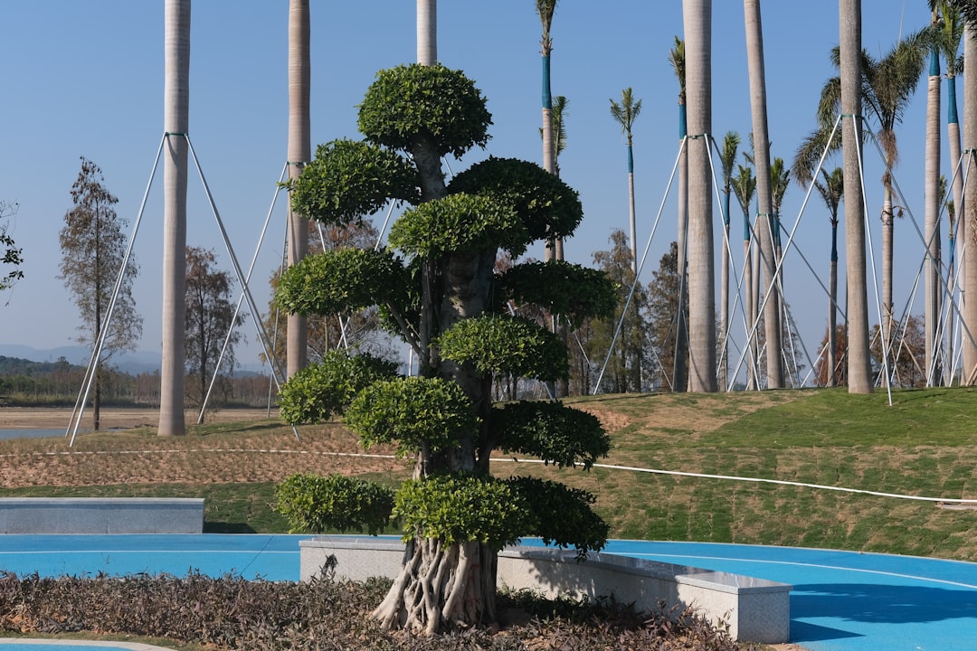 Growing Outdoor Bonsai in Temperate Climates (Like Germany): Species Selection and Winter Protection