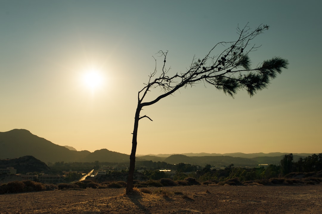 Gardening in Hot and Dry Climates: Water-Wise Tips and Plant Choices