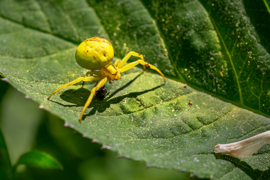 What to Do When Pests Attack Your Beginner Garden (Simple Solutions)