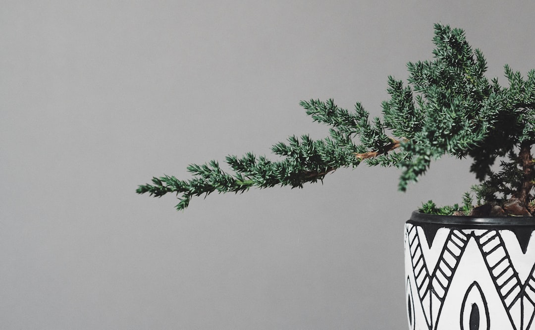 Fertilizing Bonsai: Providing the Necessary Nutrients for Miniature Growth