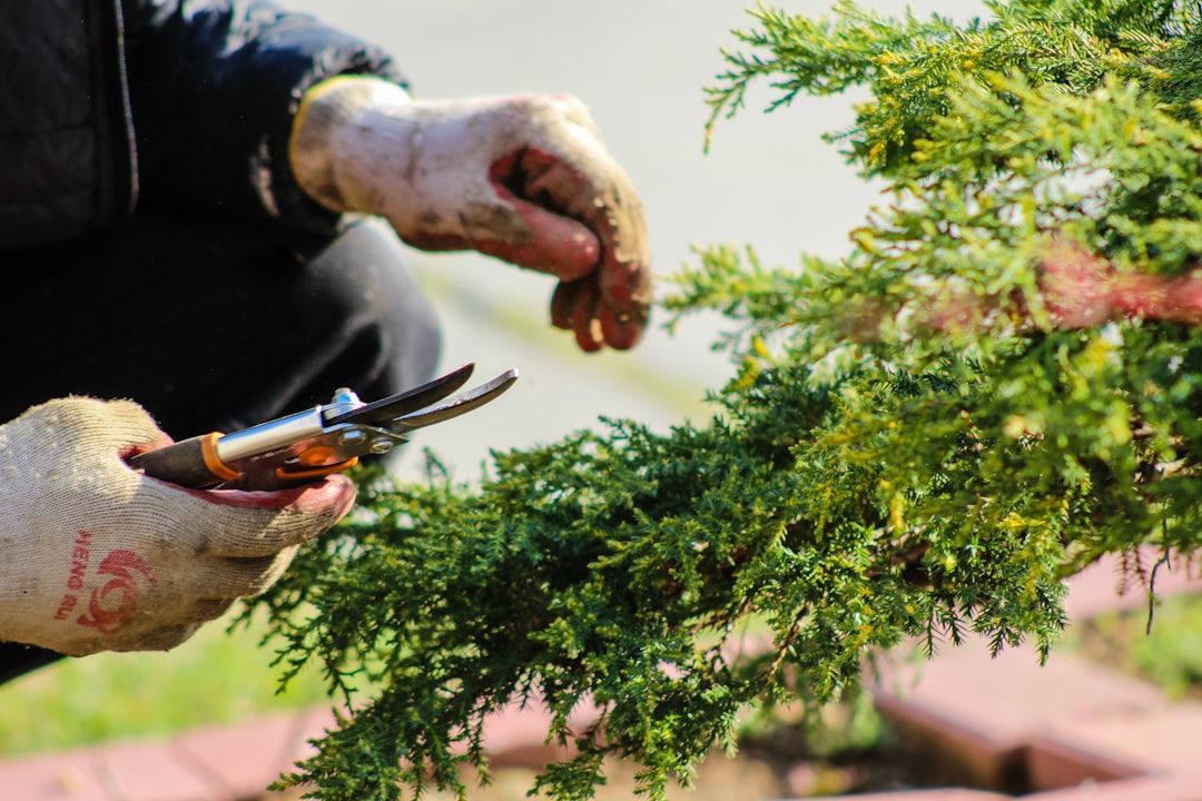 Gardening on a Budget: Affordable Tips and DIY Solutions