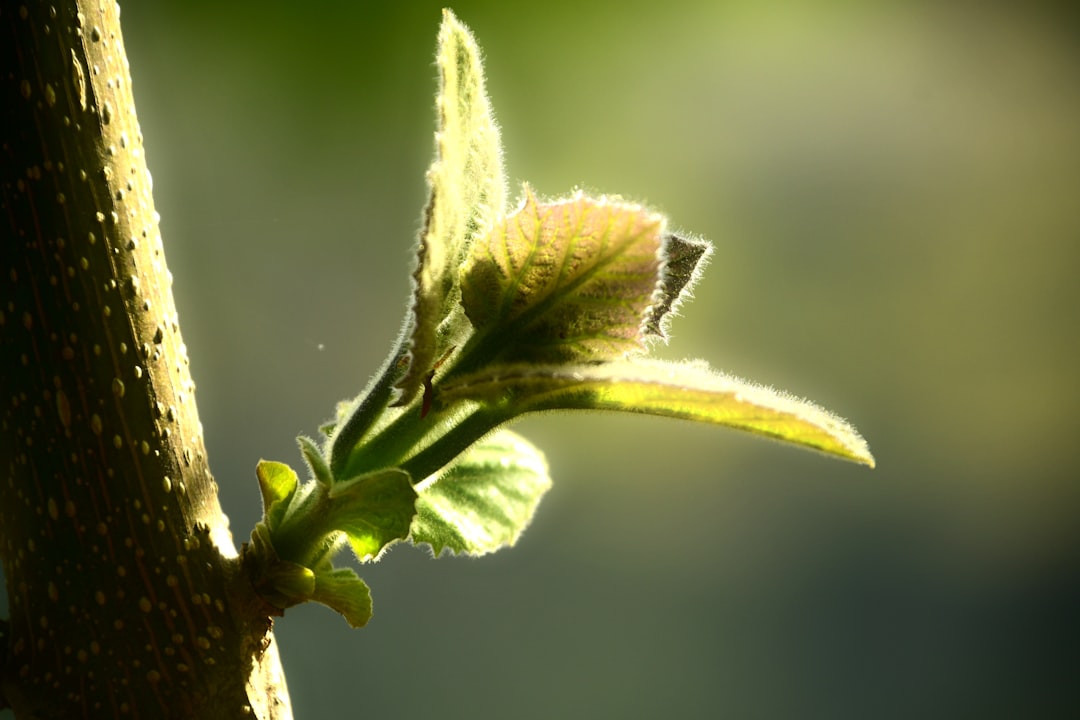 Introduction to Basic Plant Breeding: Hybridization and Selection for the Home Gardener