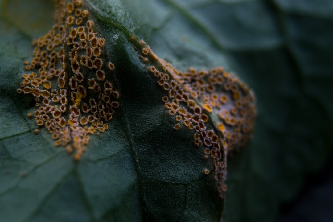 Recognizing and Managing Common Plant Diseases: Early Detection and Basic Treatments