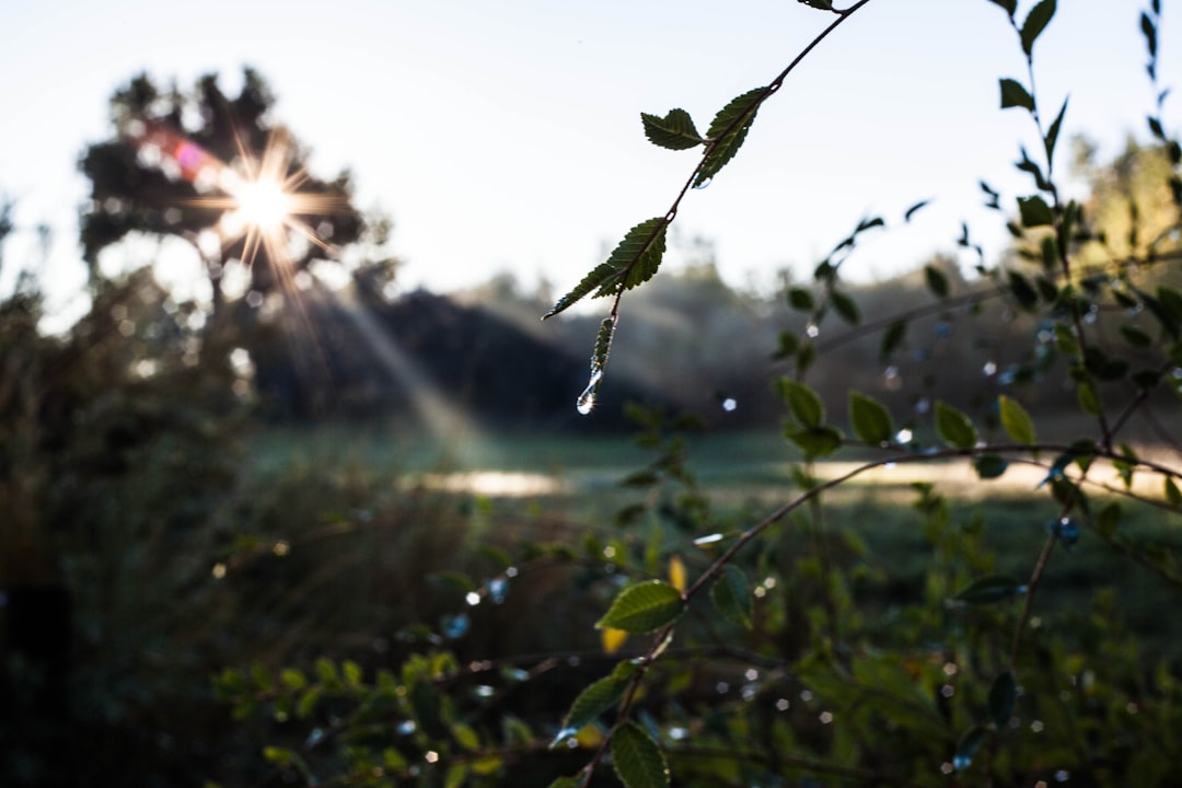 Implementing Advanced Irrigation Systems: Drip Irrigation Design, Automation, and Water Harvesting