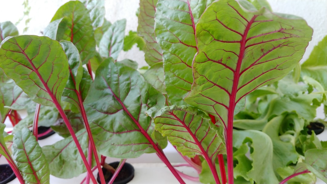 The Future of Growing: Unveiling the World of Hydroponics
