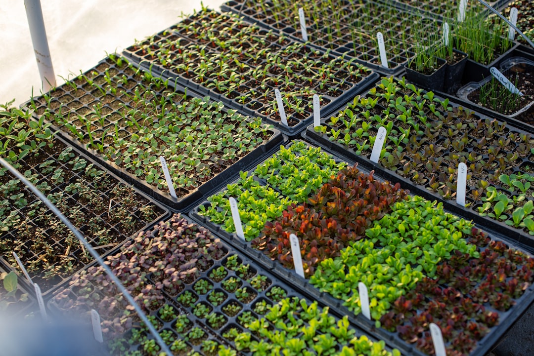 Starting Seeds vs. Buying Seedlings: Which is Right for You as a Beginner?