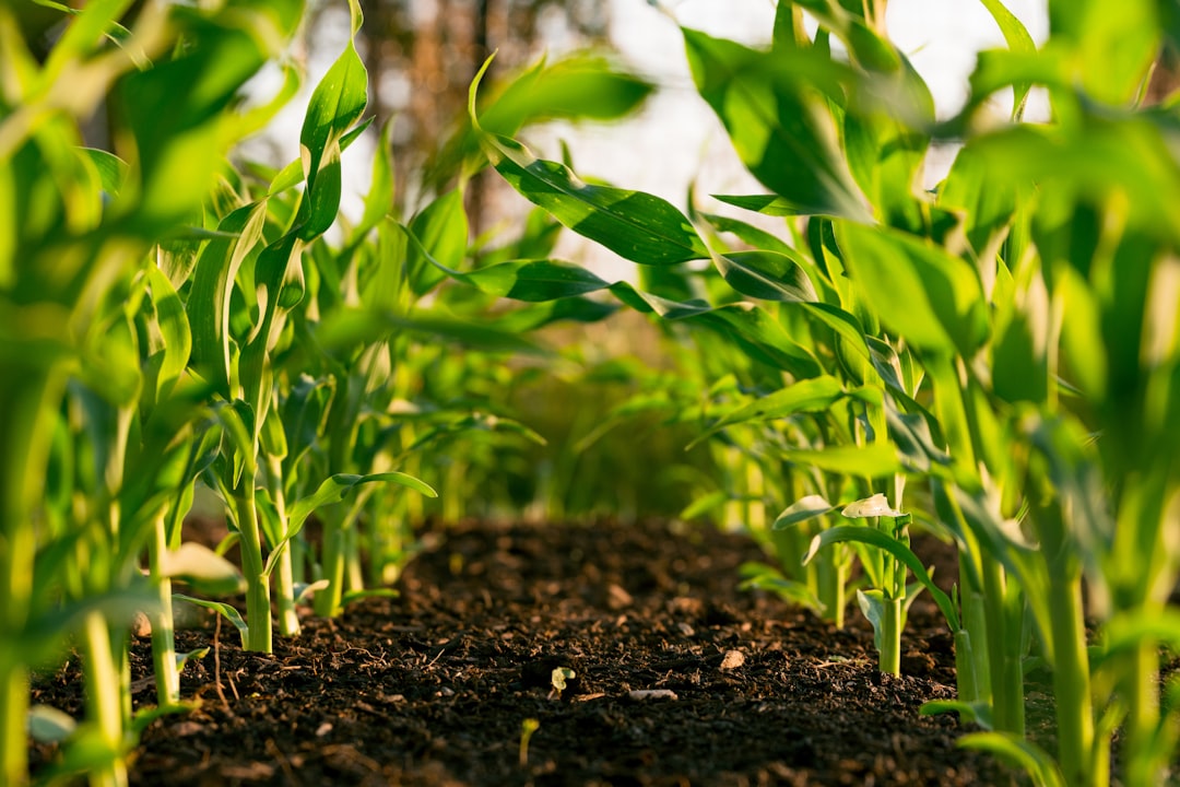 The Environmental Benefits of Organic Farming: A Sustainable Approach