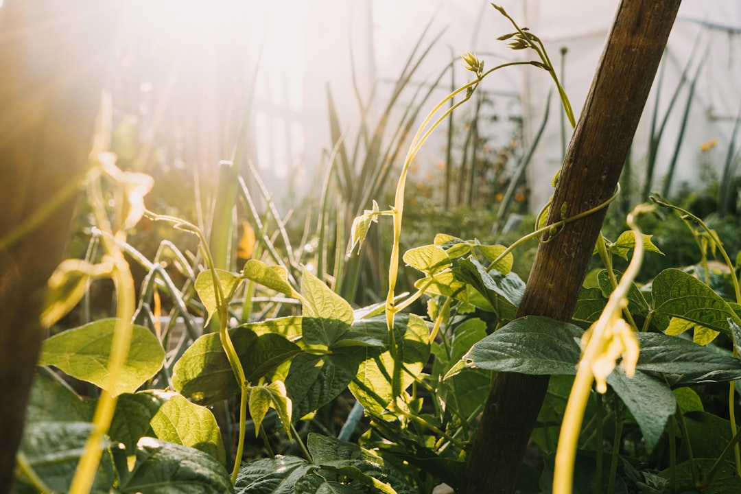 Getting Started with Permaculture Design in Your Own Space