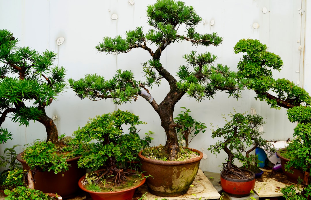 Air Layering for Bonsai Propagation: A Beginner’s Guide to Creating New Trees