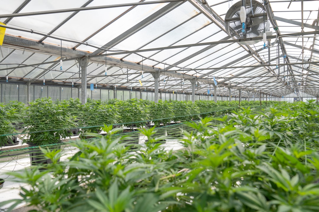 Choosing the Right Hydroponic System for Your Needs: From DIY to Commercial Setups