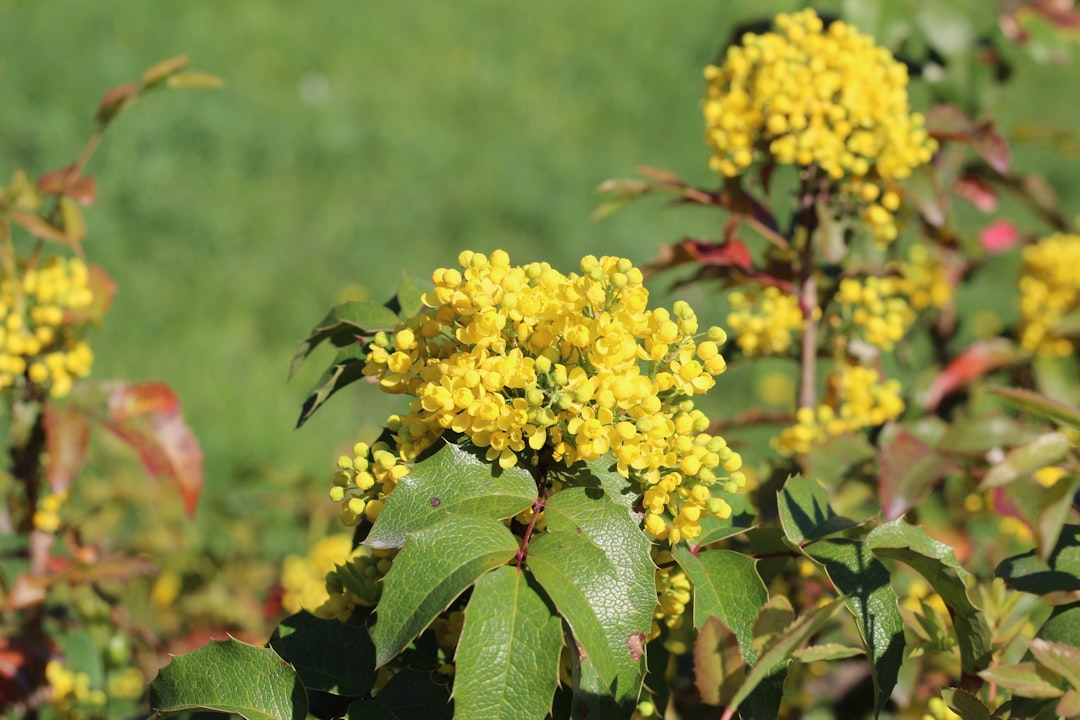 Basic Care for Flowering Plants: Encouraging Repeat Blooms