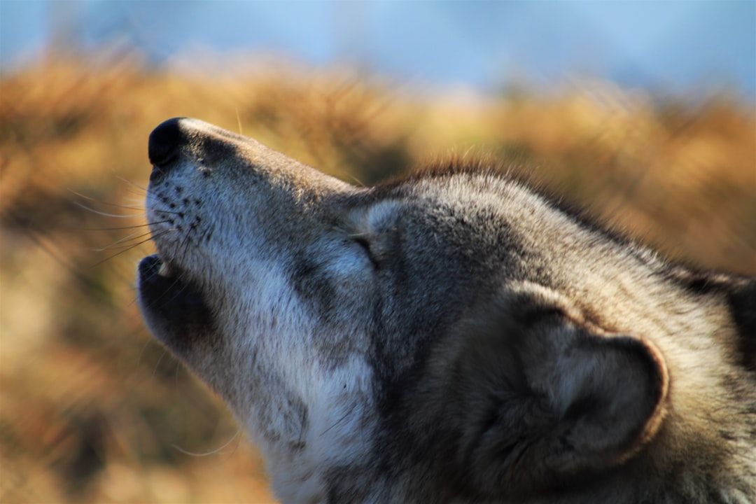 Protected Areas and National Parks: Their Role in Conservation and Biodiversity Protection