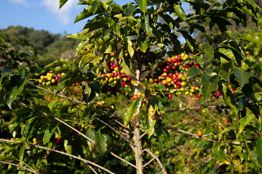 The Potential of Agroforestry in Enhancing Food Security and Environmental Benefits