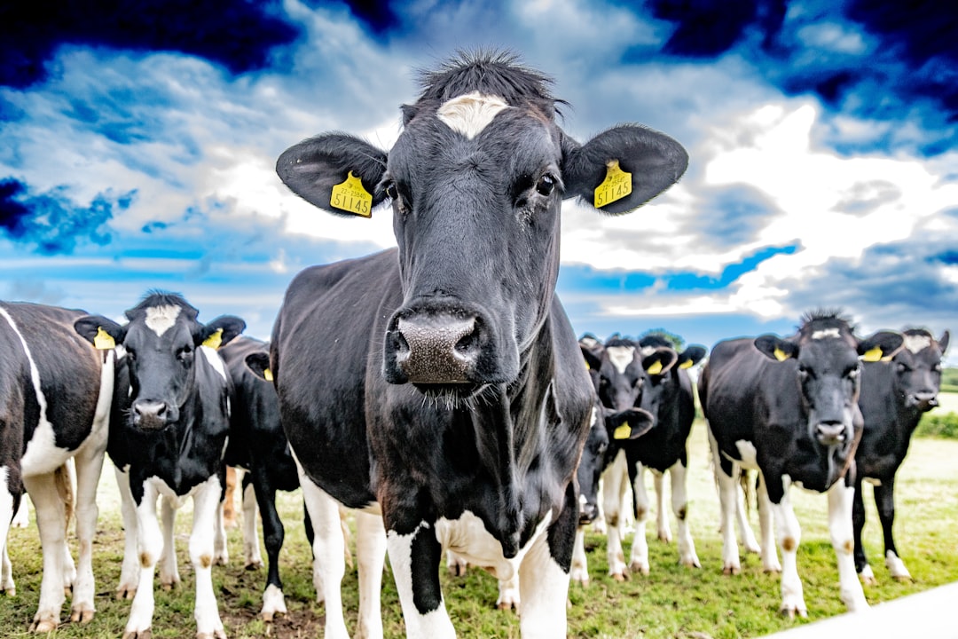 Best Practices for Raising Healthy and Productive Cattle (Beef and Dairy)