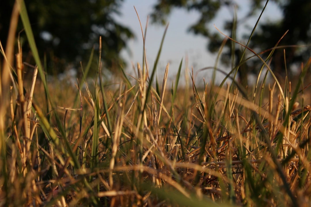Weeding Strategies That Actually Work: From Prevention to Removal