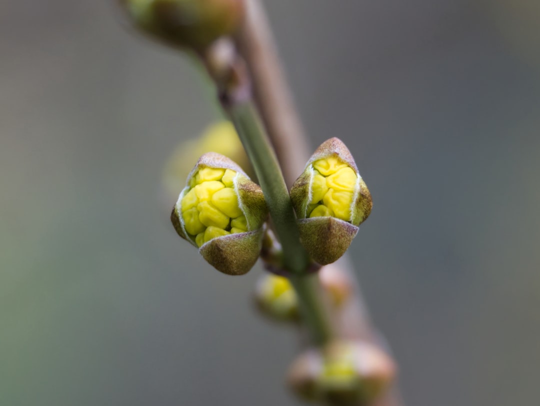 Advanced Techniques in Grafting and Budding for Disease Resistance and Variety Expansion