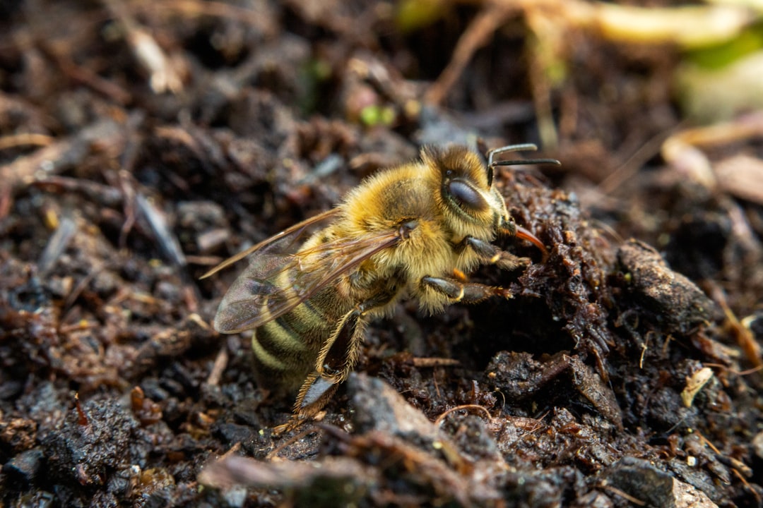 Traditional Beekeeping Practices Around the World: Historical Methods and Cultural Significance