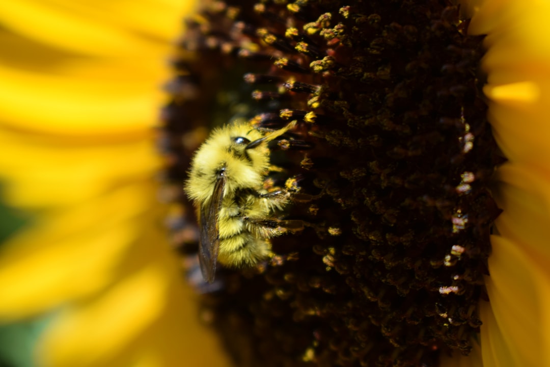 The Role of Pollinators in Ecosystems and Agriculture