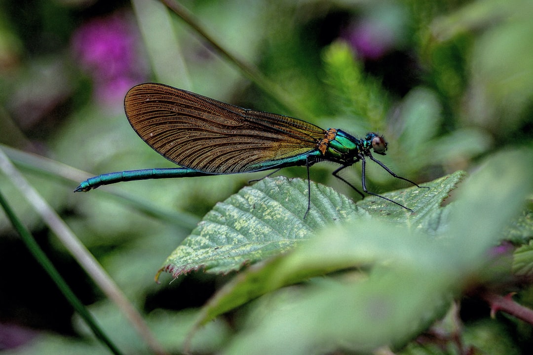 The Importance of Biodiversity: Why Diverse Ecosystems are More Resilient