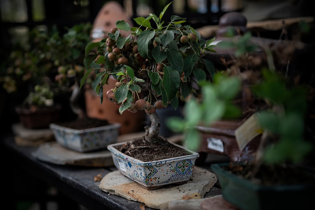 Exploring the Classic Bonsai Styles: Formal Upright, Informal Upright, Slanting, Cascade, and More