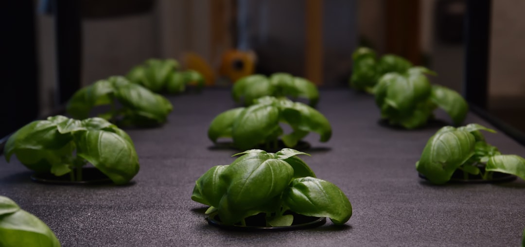 Preventing and Treating Common Hydroponic Pests and Diseases