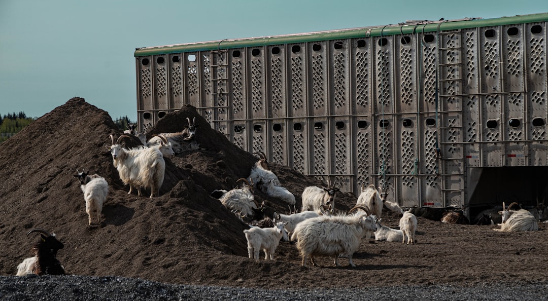 The Importance of Animal Welfare in Modern Livestock Management