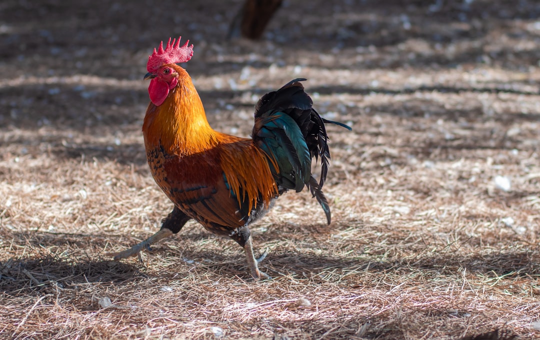 Supporting Sustainable and Ethical Poultry Farming Practices as a Consumer