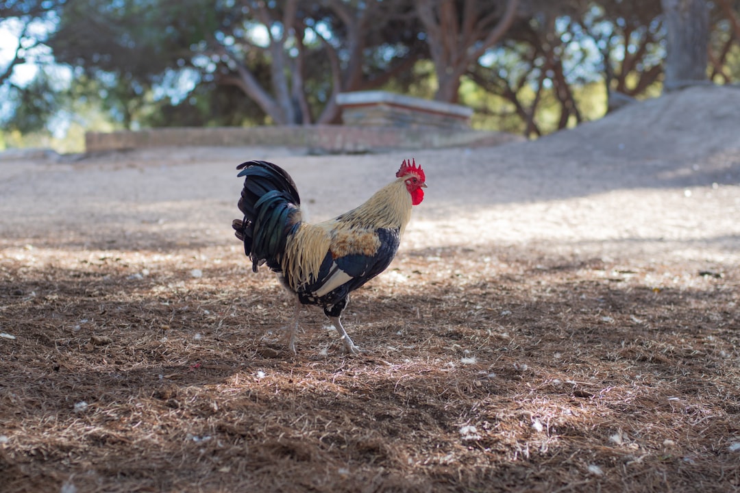 Food Safety in Poultry Production: From Farm to Table