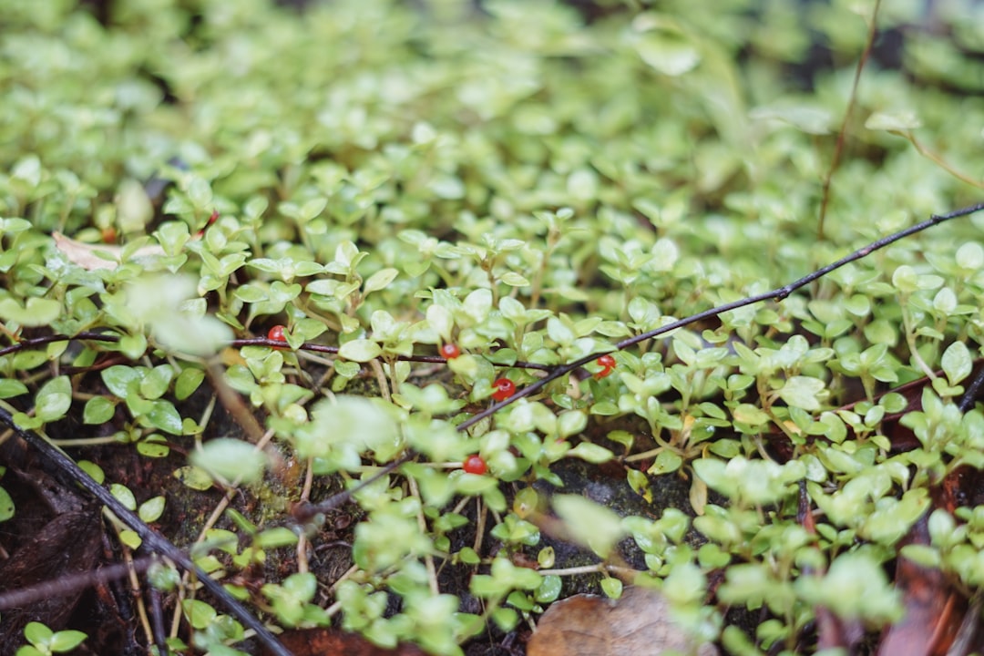 Preventing Leggy Growth in Plants: Ensuring Strong and Compact Forms