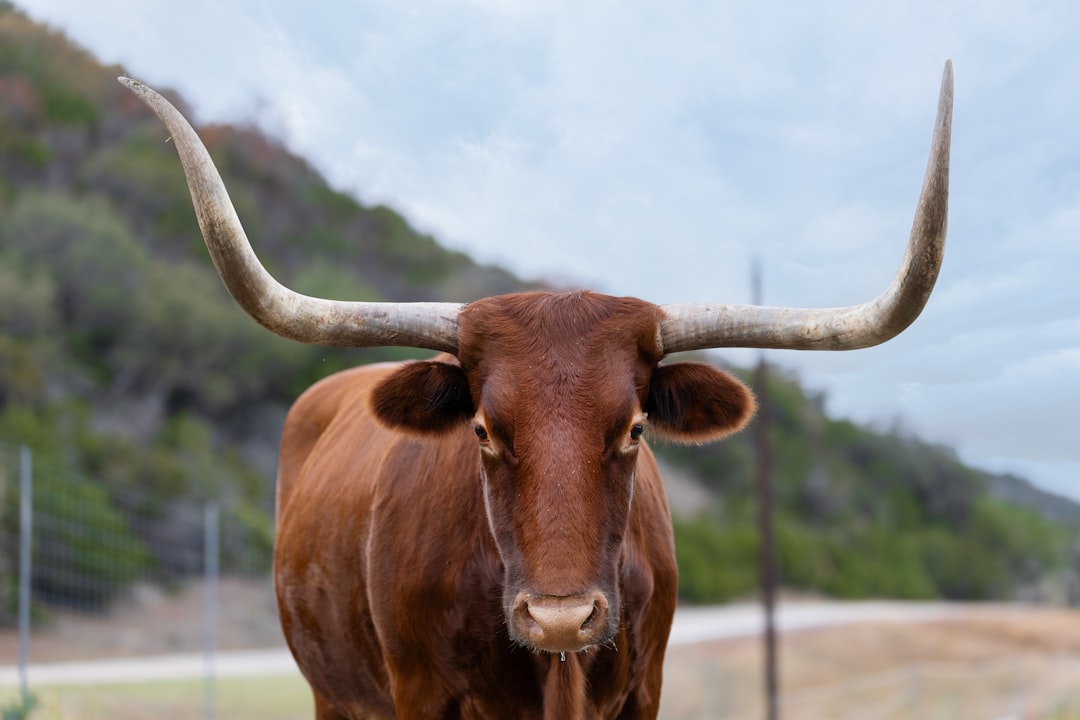 Access to Markets and Infrastructure for Livestock Farmers in Developing Countries