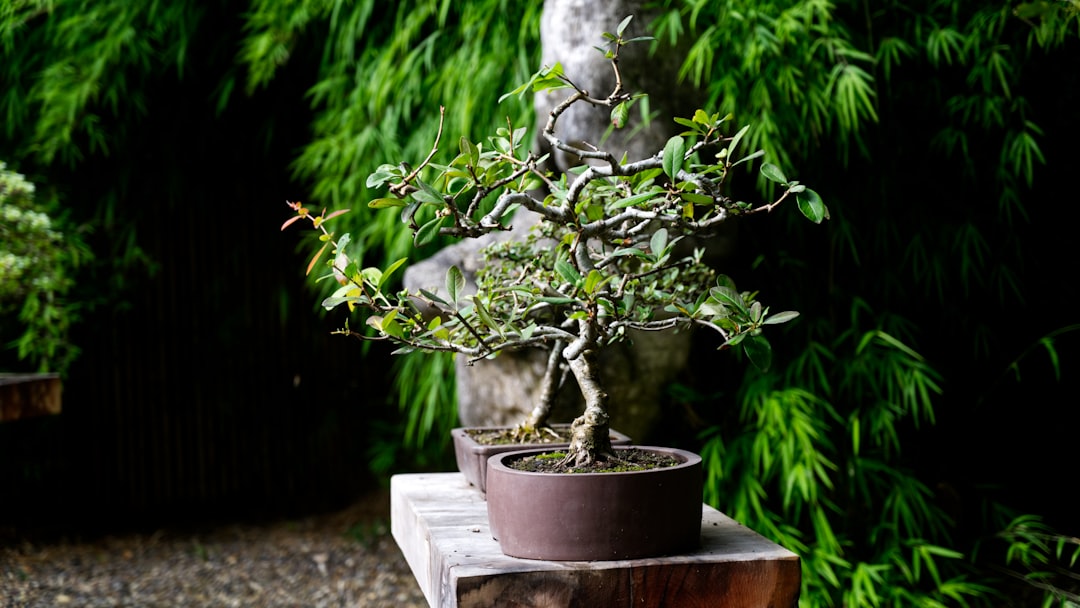 Developing Jin and Shari: Creating the Illusion of Age and Harsh Conditions in Bonsai