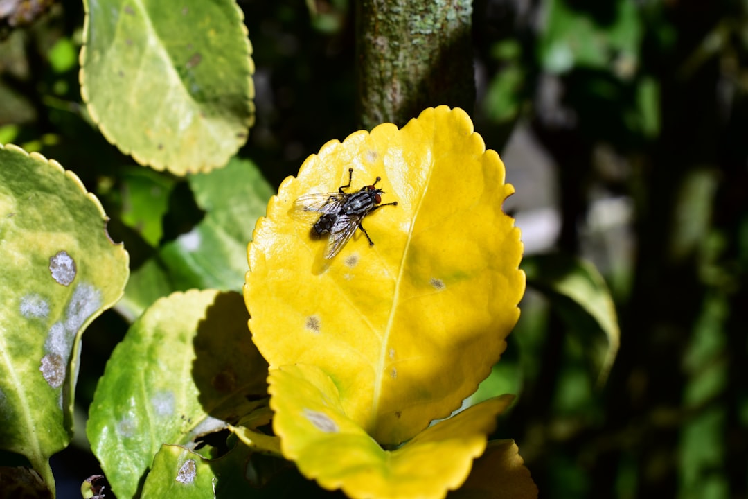 Identifying and Addressing Common Plant Diseases (With Visual Guides)