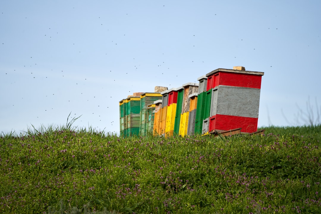 The Economic Impact of Beekeeping on Rural Communities Worldwide