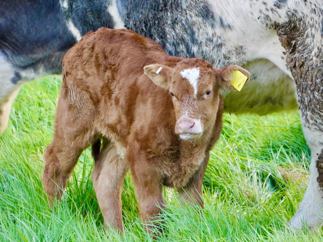 Understanding Animal Behavior: Key to Effective and Humane Livestock Handling