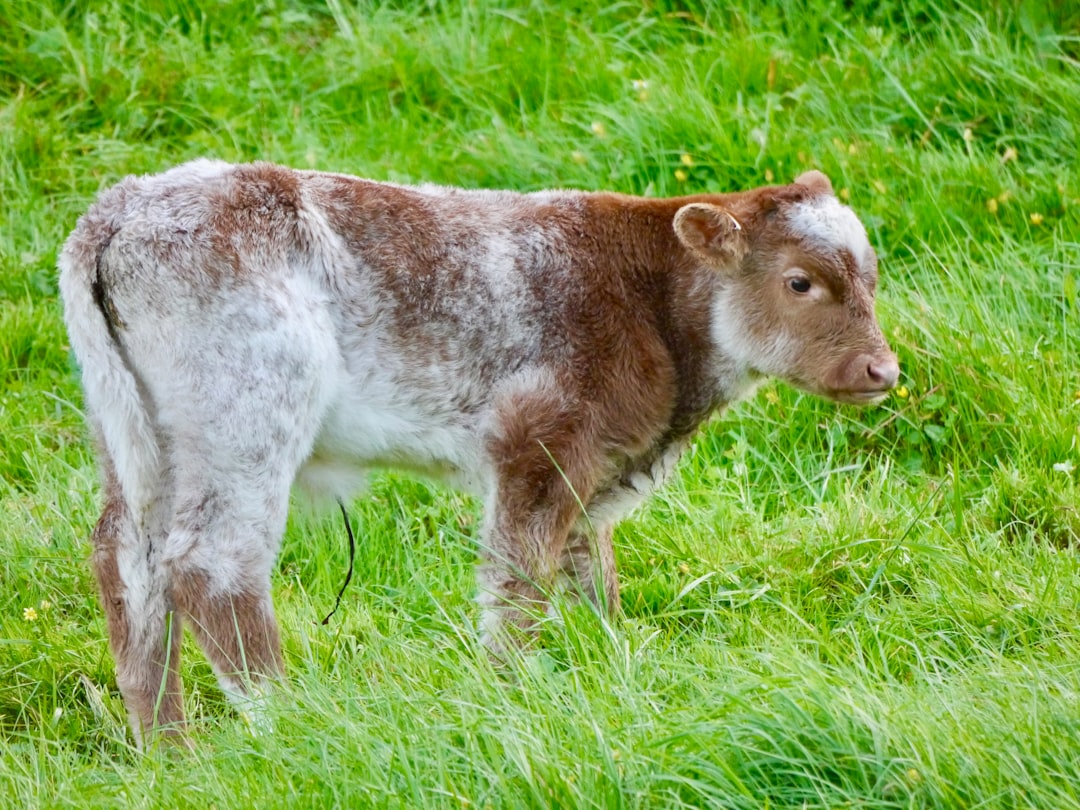 Precision Livestock Farming: Using Technology to Monitor and Manage Animal Health and Performance